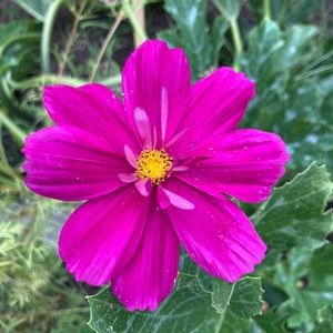 Meet your Posher, Sonya